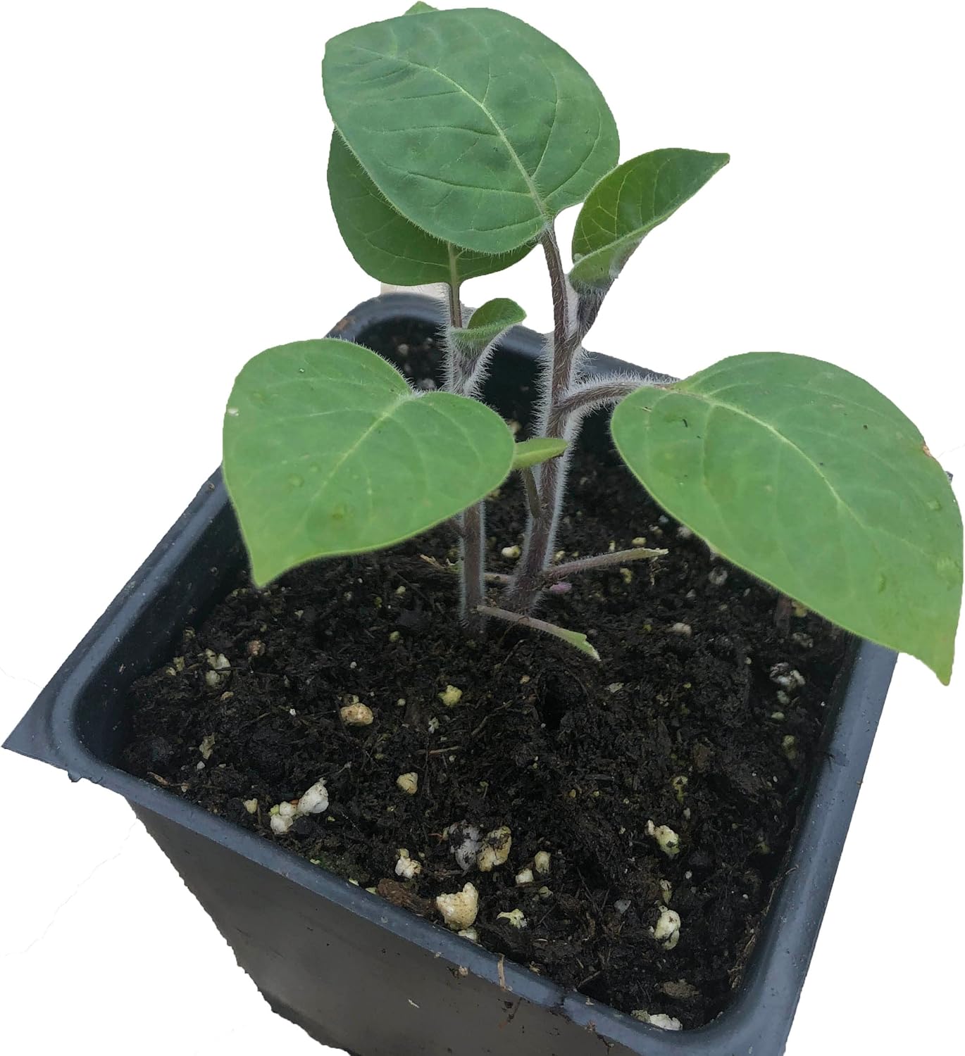 Angel's Trumpet (Datura inoxia) 100 Organic Seeds (2 grams) by Smoke Camp Crafts - Moonflower, Thorn Apple