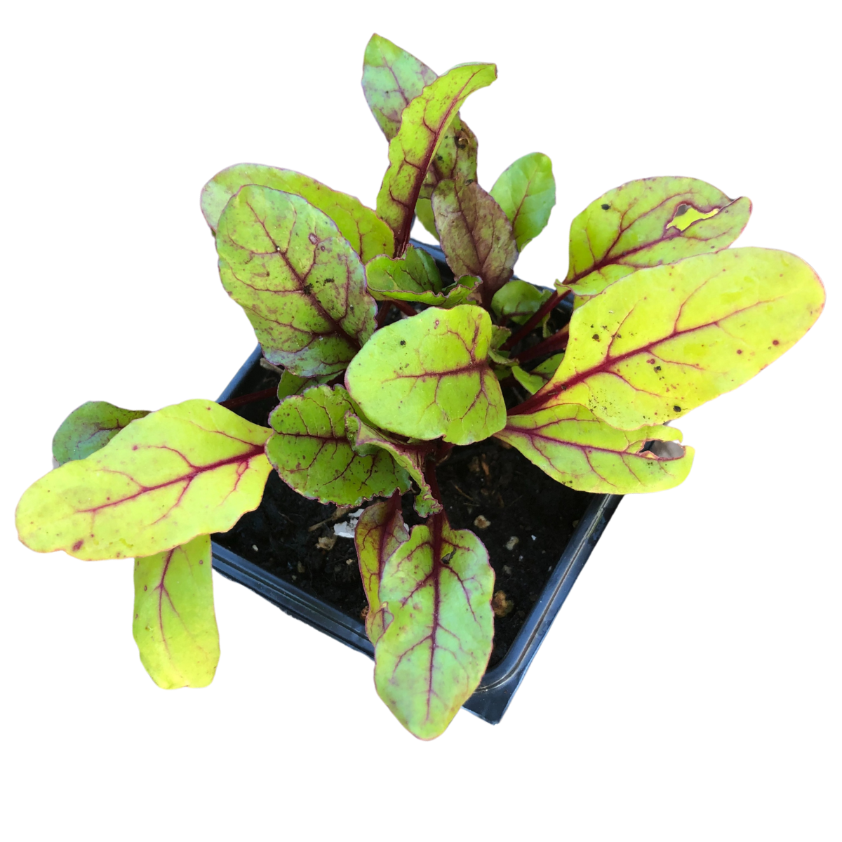A small heirloom beet plant with bright green leaves and red veins, grown from Smoke Camp Crafts’ Detroit Dark Red Organic Beet Seeds (Beta vulgaris, 500 seeds, 14g)—perfect for growing your own beets at home.