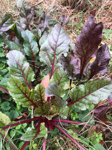 Organic Beet, Detroit Dark Red (Beta vulgaris) Plant in 2.5-inch Pot by Smoke Camp Crafts - Heirloom Beet for Roots or Greens