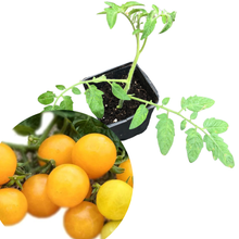 Cherry Tomato, Dot's Little Yellow (Solanum lycopersicum) Organic Plant in 2.5-inch Pot by Smoke Camp Crafts - West Virginia Heirloom Cherry Tomato
