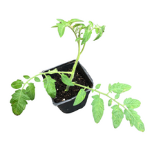 Cherry Tomato, Dot's Little Yellow (Solanum lycopersicum) Organic Plant in 2.5-inch Pot by Smoke Camp Crafts - West Virginia Heirloom Cherry Tomato