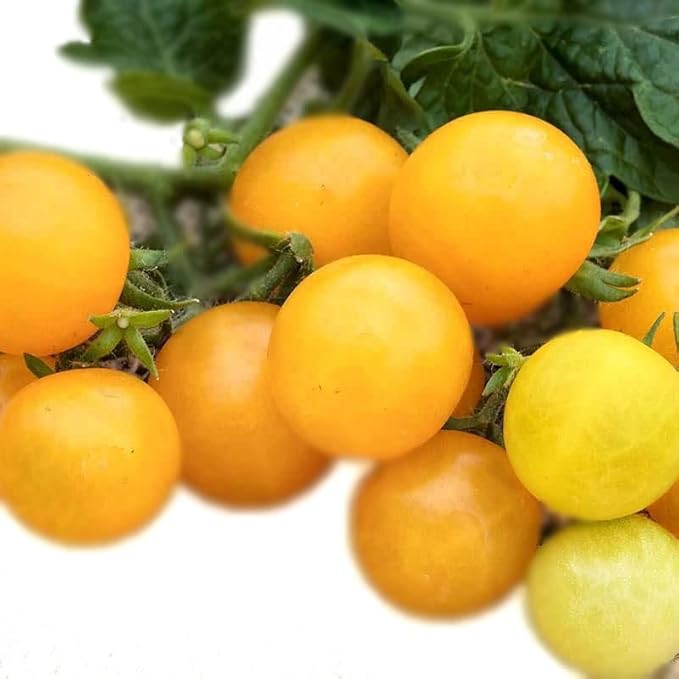 Clusters of ripe yellow cherry tomatoes in mixed shapes, grown from Smoke Camp Crafts Tomato, Cherry, Yellow Cherry Mix organic seeds (150 seeds), vary from golden to pale against a white backdrop.