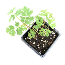 Dutchman's Breeches (Dicentra cucullaria) Organic Plant in 2.5-inch Pot by Smoke Camp Crafts