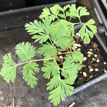 Dutchman's Breeches (Dicentra cucullaria) Organic Plant in 2.5-inch Pot by Smoke Camp Crafts
