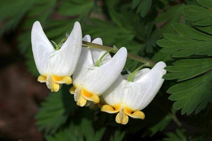Organic Dutchman's Breeches (Dicentra cucullaria) Five (5) Tubers - NA Native Perennial - Dutchman's Britches