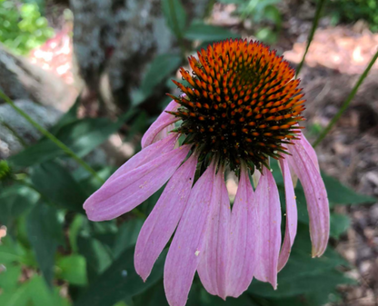 Purple Coneflower (Echinacea purpurea) Organic Plant in 2.5-inch pot - Native Perennial Pollinator
