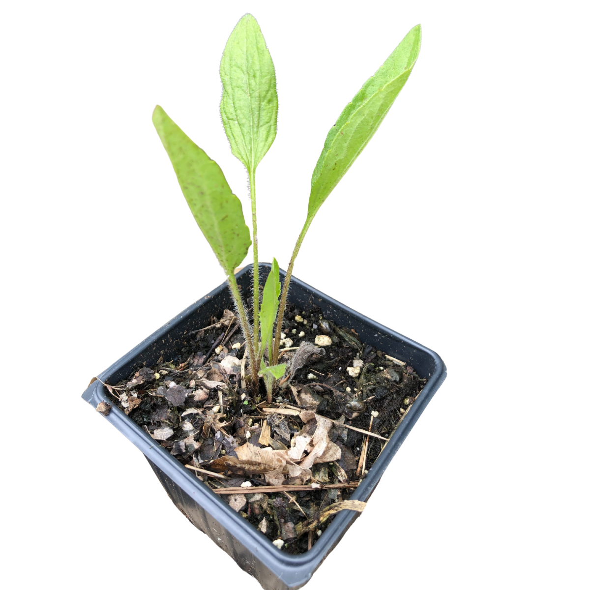 can i plant coneflowers in a pot Narrow-Leaved Coneflower (Echinacea angustifolia) Organic Plant in 2.5 – Smoke Camp Crafts