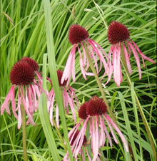 Pale Purple Coneflower (Echinacea pallida) Organic Plant in 2.5-inch Pot by Smoke Camp Crafts - Native Pollinator Plant