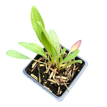 Pale Purple Coneflower (Echinacea pallida) Organic Plant in 2.5-inch Pot by Smoke Camp Crafts - Native Pollinator Plant