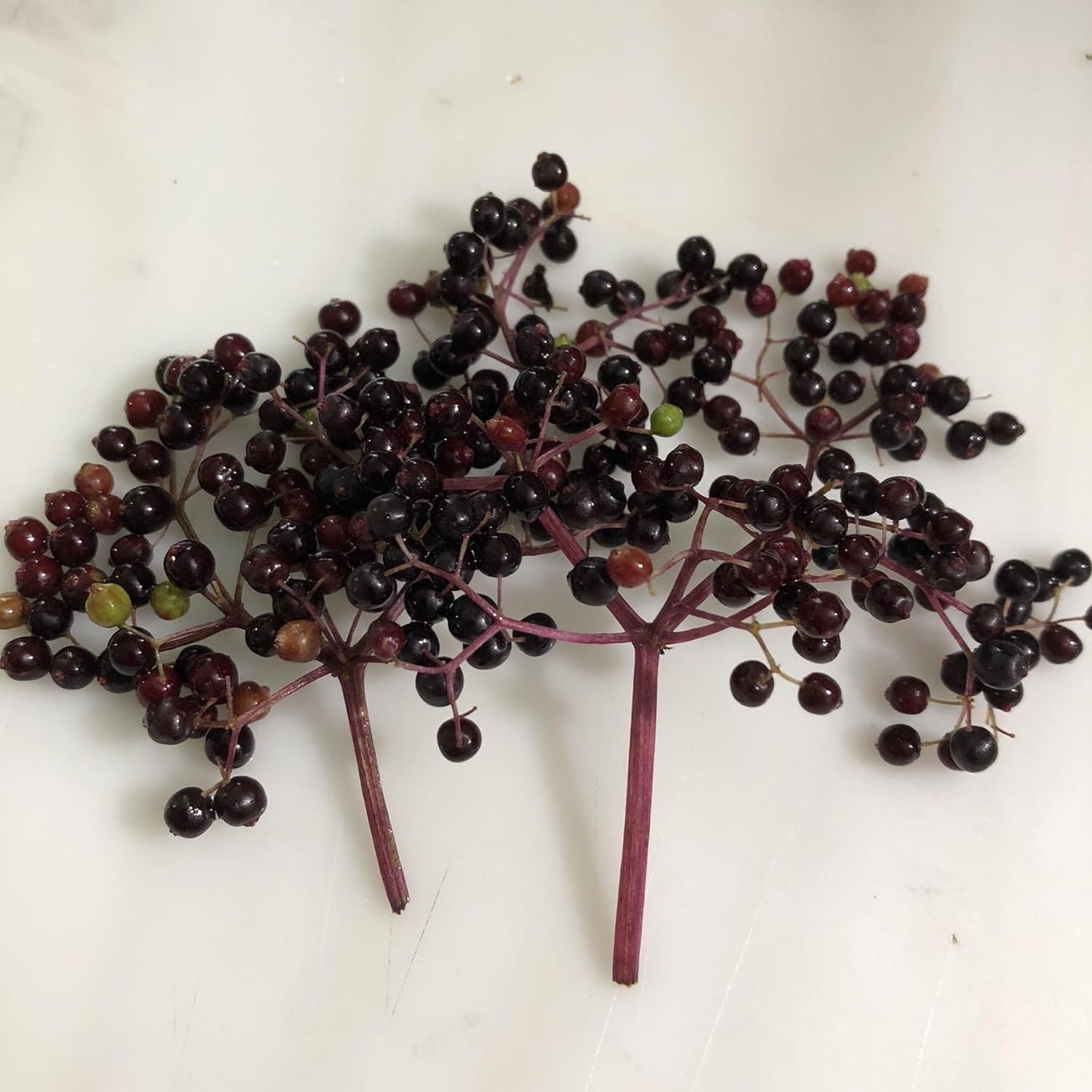Elderberry (Sambucus canadensis) Organic Plant in 2.5-inch Pot - Native Edible Fruit Shrub Starter