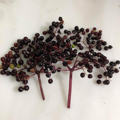 Elderberry (Sambucus canadensis) Organic Plant in 2.5-inch Pot - Native Edible Fruit Shrub Starter