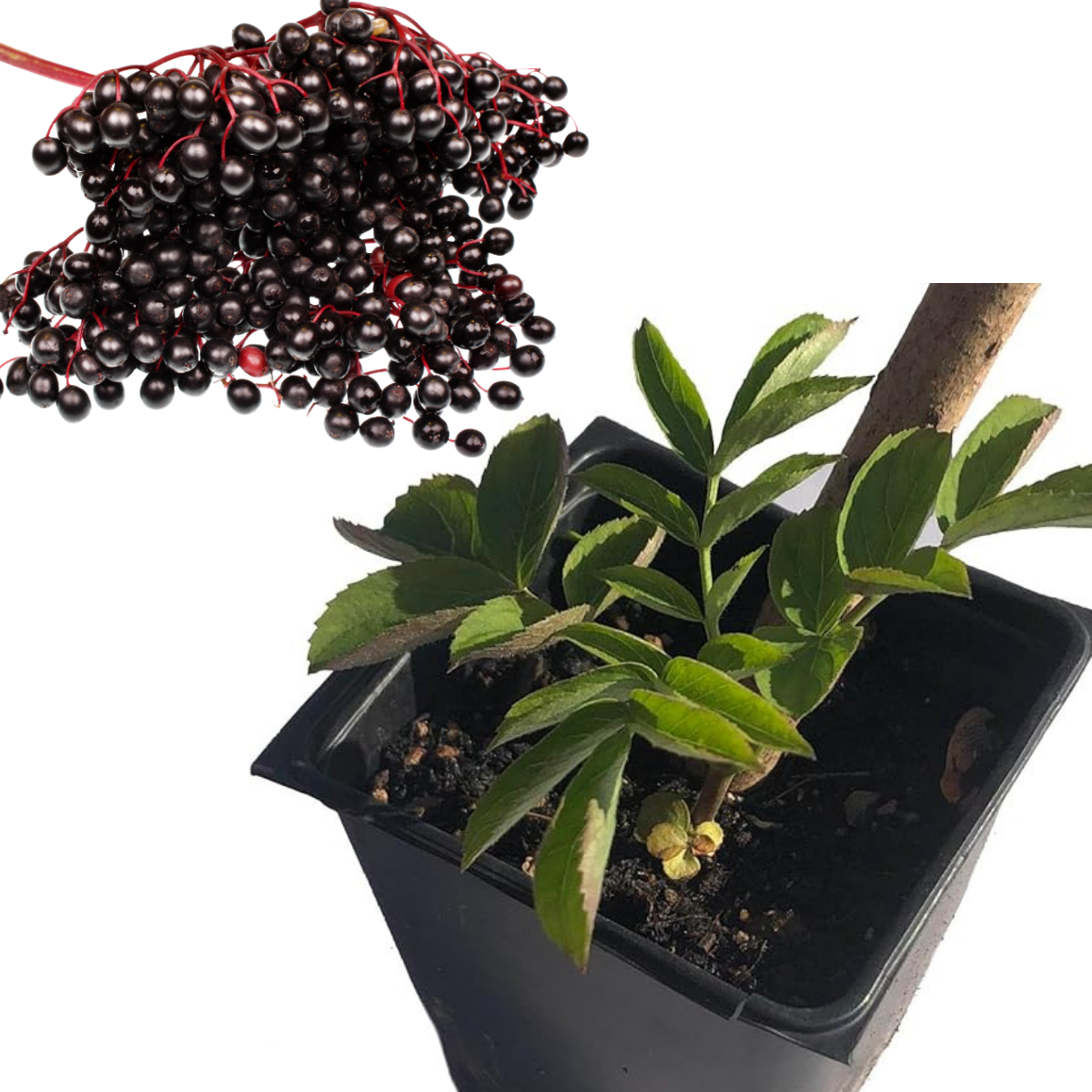Elderberry (Sambucus canadensis) Organic Plant in 2.5-inch Pot - Native Edible Fruit Shrub Starter