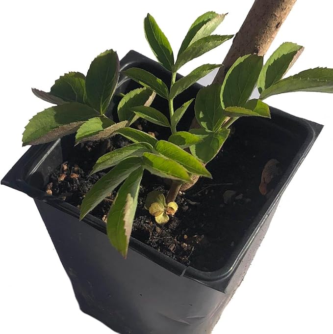 Elderberry (Sambucus canadensis) Organic Plant in 2.5-inch Pot - Native Edible Fruit Shrub Starter