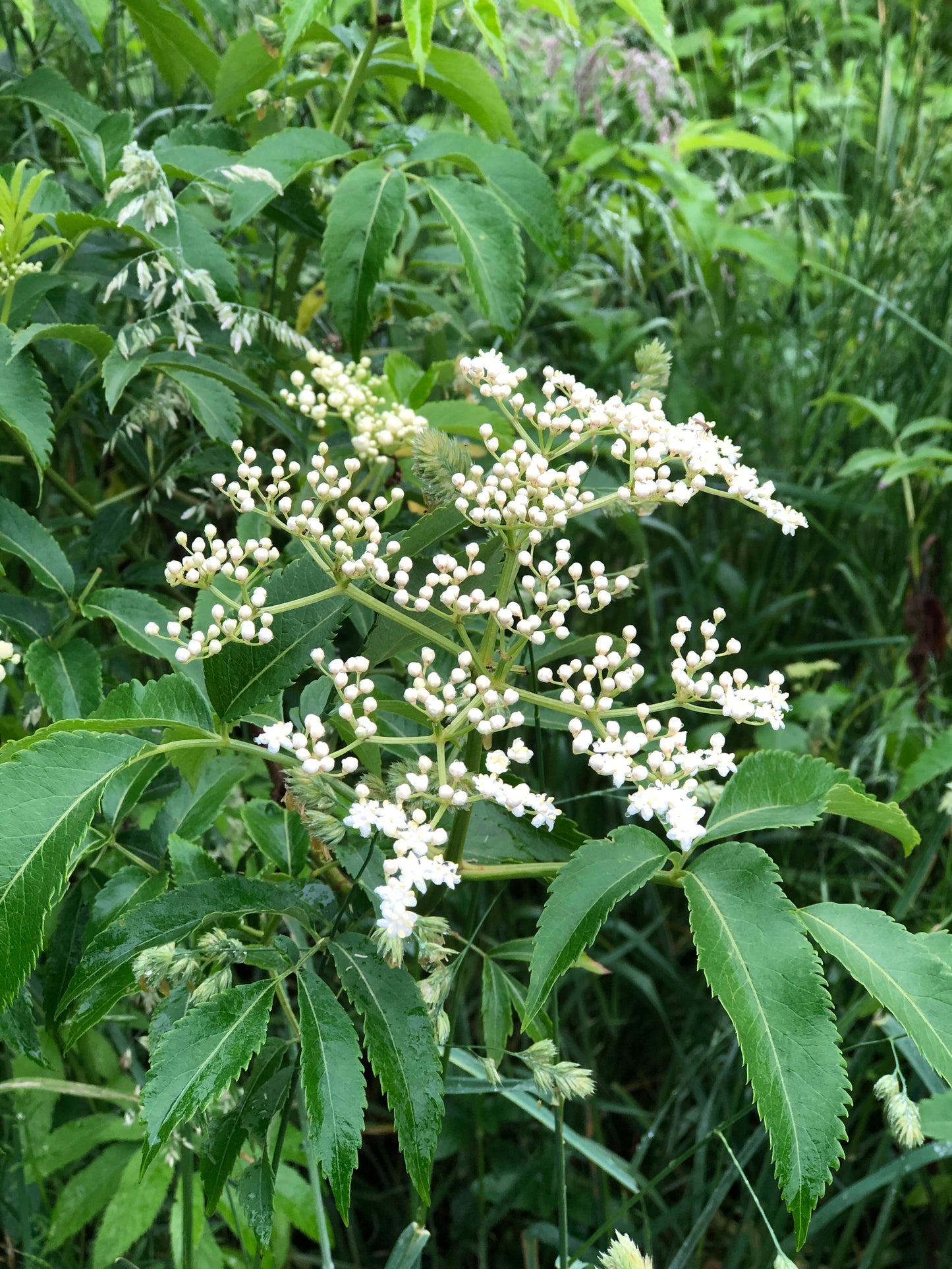 Elderberry (Sambucus canadensis) Organic Plant in 2.5-inch Pot - Native Edible Fruit Shrub Starter