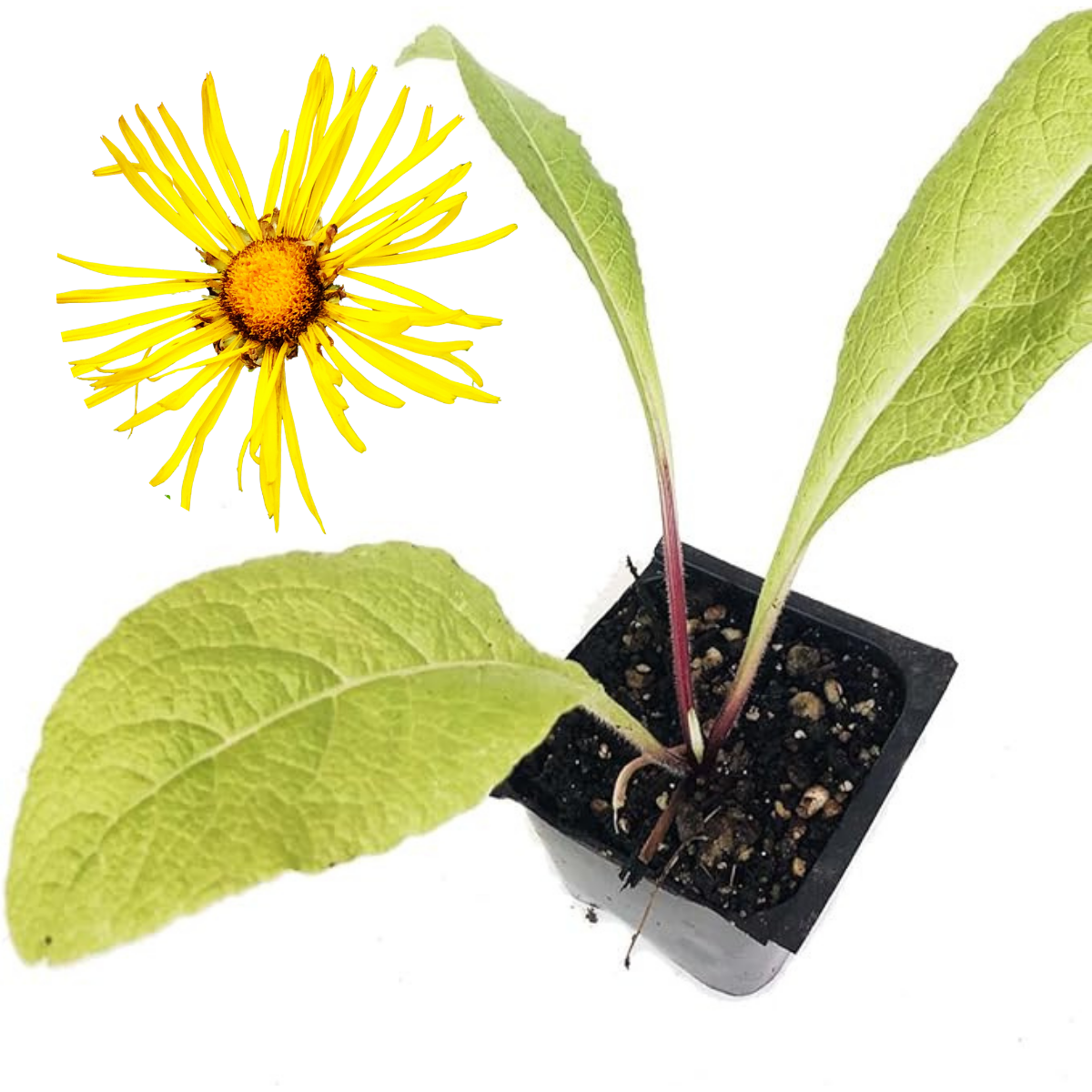 Elecampane Seeds (Inula helenium) 250 Organic Seeds (1 g) by Smoke Camp Crafts- Horse-Heal, Elf Dock