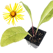 Elecampane Seeds (Inula helenium) 250 Organic Seeds (1 g) by Smoke Camp Crafts- Horse-Heal, Elf Dock