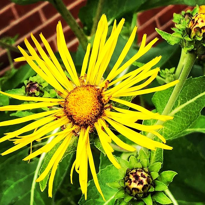 Elecampane Plant (Inula Helenium) Organic Plant 2.5-inch pot - Horse-Heal, Elf Dock