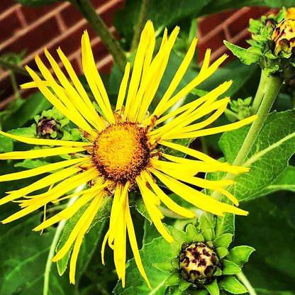 Elecampane Plant (Inula Helenium) Organic Plant 2.5-inch pot - Horse-Heal, Elf Dock