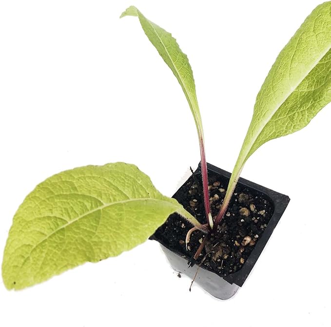 Elecampane Plant (Inula Helenium) Organic Plant 2.5-inch pot - Horse-Heal, Elf Dock