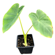 Elephant Ear (Colocasia sp.) Organic Plant in 3-inch Pot by Smoke Camp Crafts