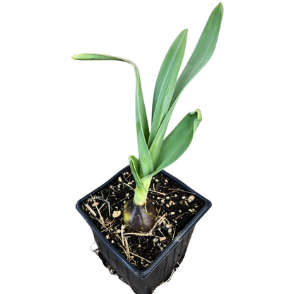 Elephant Garlic (Allium ampeloprasum var. ampeloprasum) Organic Plant in 2.5-inch Pot by Smoke Camp Crafts - Broadleaf Wild Leek