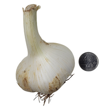Elephant Garlic (Allium ampeloprasum var. ampeloprasum) One Organic Bulb for Eating or Planting by Smoke Camp Crafts - Mild Garlic Flavor