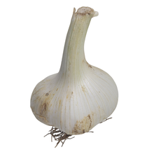 Elephant Garlic (Allium ampeloprasum var. ampeloprasum) One Organic Bulb for Eating or Planting by Smoke Camp Crafts - Mild Garlic Flavor