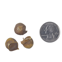 Elephant Garlic (Allium ampeloprasum) Bulbils (10 Count) - Easy-to-Grow Edible Perennial - Broadleaf Wild Leek - Wild Leek