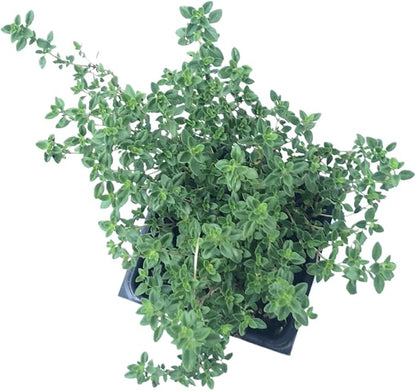 A top-down view of the Smoke Camp Crafts Thyme Trio, a 3-plant organic collection featuring English, Lemon, and Golden Variegated Lemon Thyme (Thymus spp.) in 2.5" pots, with small green leaves and thin stems against a white background.