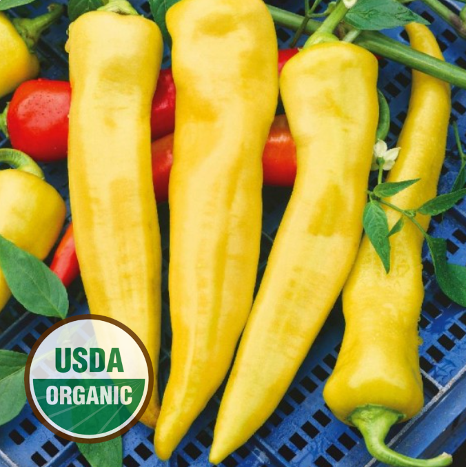 Hot Pepper, Hungarian Wax (Capsicum annuum) Organic Plant in 2.5-inch Pot by Smoke Camp Crafts - All-Purpose Hot Pepper