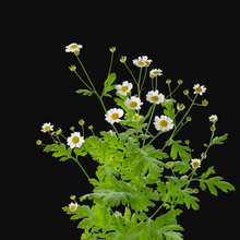 Feverfew (Tanacetum parthenium) 150 Organic Seeds (0.1 g) by Smoke Camp Crafts