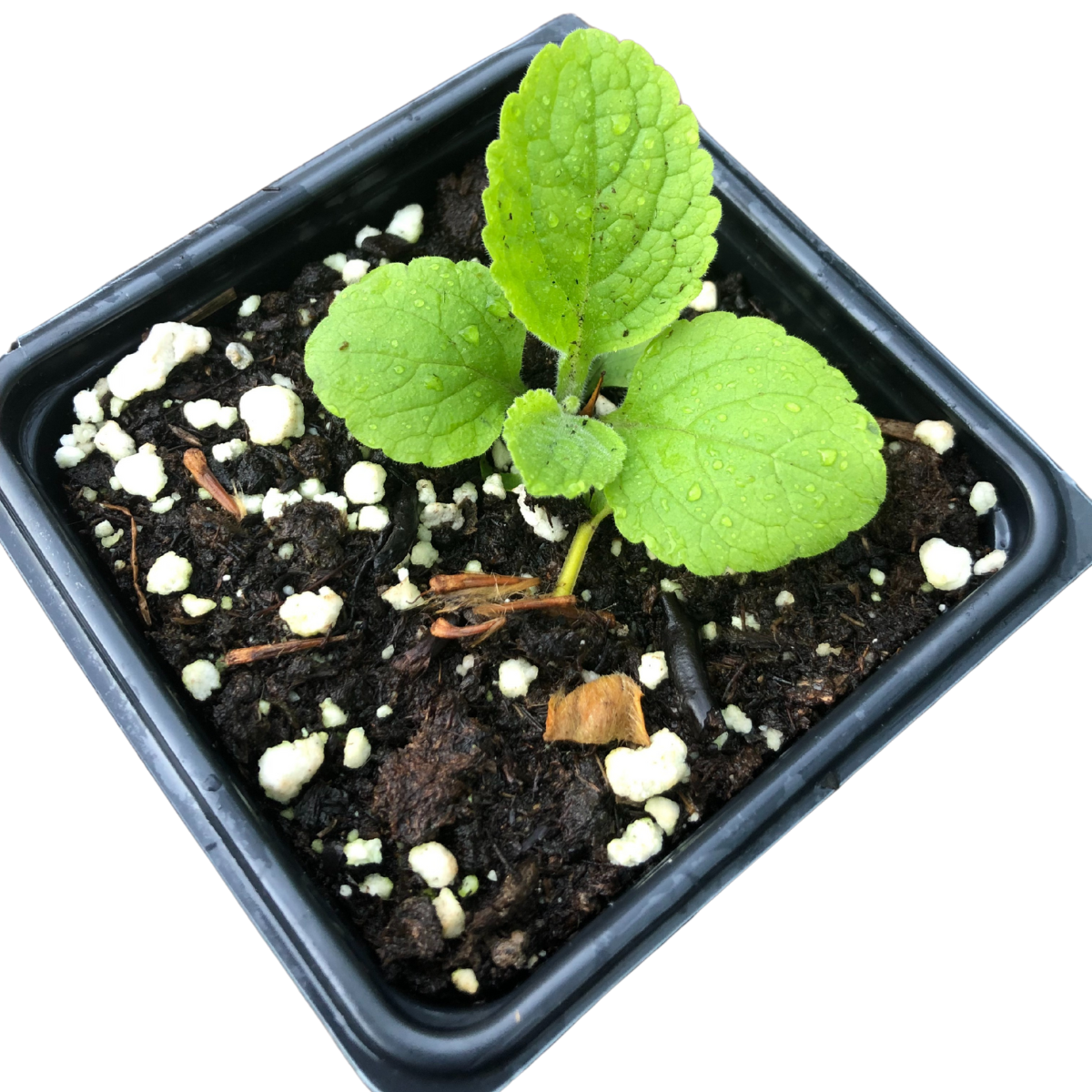can you plant foxglove in pots Foxglove, Garden Mix (Digitalis purpurea) Organic Starter Plant in 2.5-inch Pot by Smoke Camp Crafts