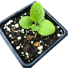 Foxglove, Garden Mix (Digitalis purpurea) Organic Starter Plant in 2.5-inch Pot by Smoke Camp Crafts - Cottage Garden Favorite
