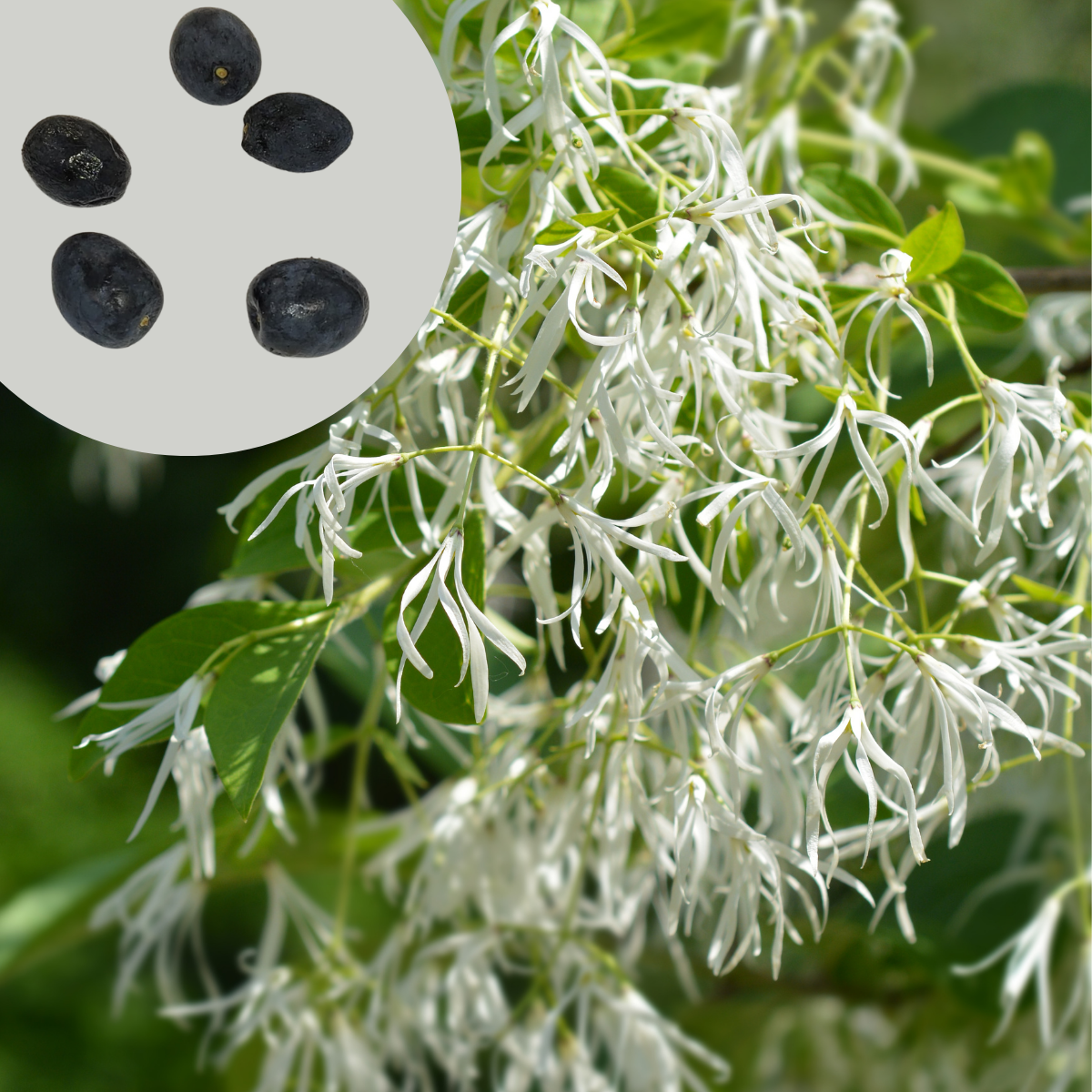 A blooming Fringe Tree (Chionanthus virginicus) by Smoke Camp Crafts displays delicate white fringe-like flowers; inset shows 4 oval, blue-black American Fringetree seeds from the 5 Seeds (12g) pack.