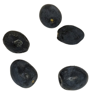 Five smooth, shiny Fringe Tree (Chionanthus virginicus) seeds from Smoke Camp Crafts—sold as 5 Seeds (12 grams), American Fringetree/Sweetheart Tree—are scattered on a white background, each showing a small stem mark.