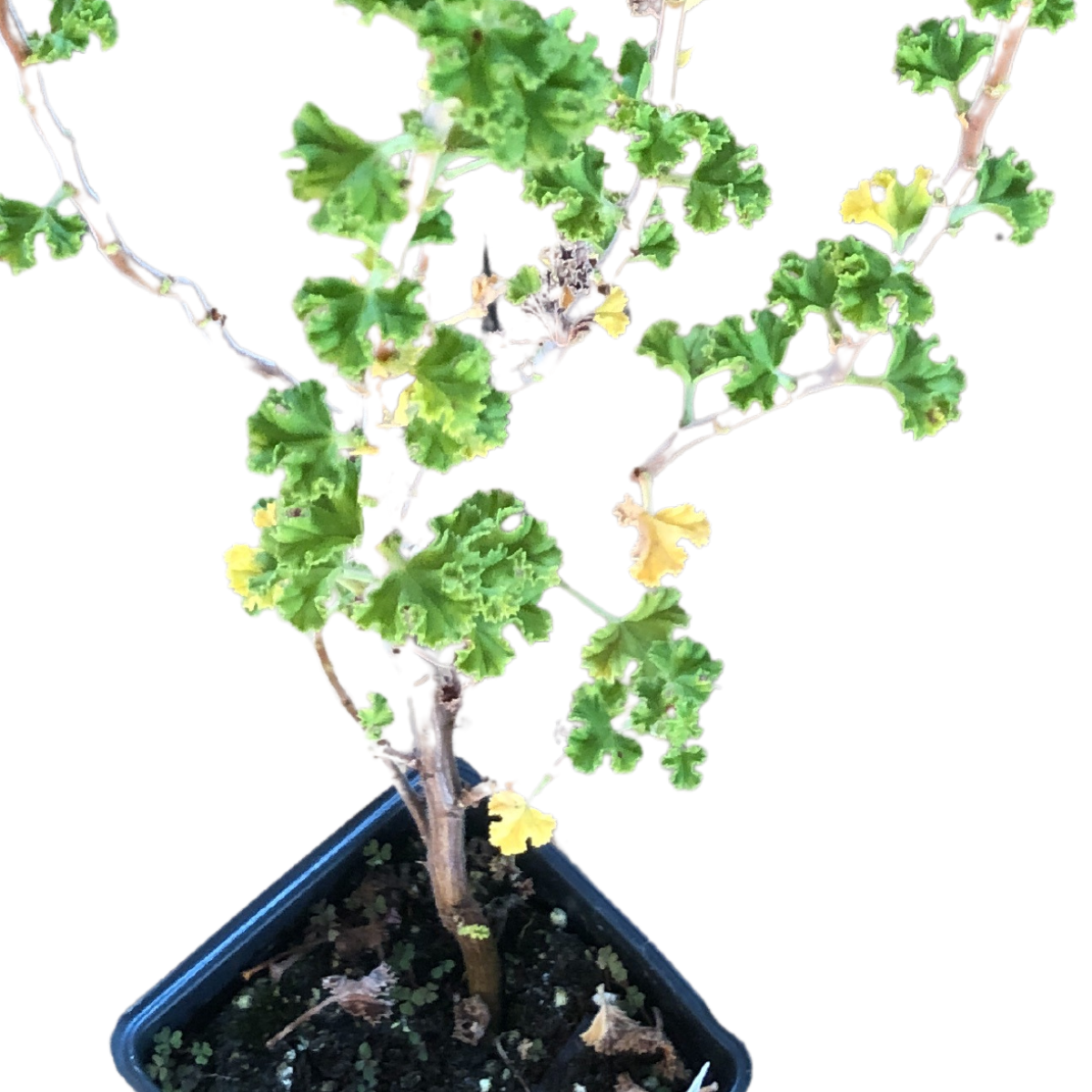 geranium bonsai tree Geranium, Lemon-Scented Geranium Plant (Pelargonium crispum) Organic ' – Smoke Camp Crafts
