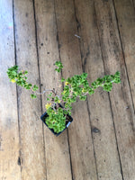 Lemon Scented Geranium Plant (Pelargonium crispum) Organic 'Lemon Scented' Live Plant in 2.5 in Pot