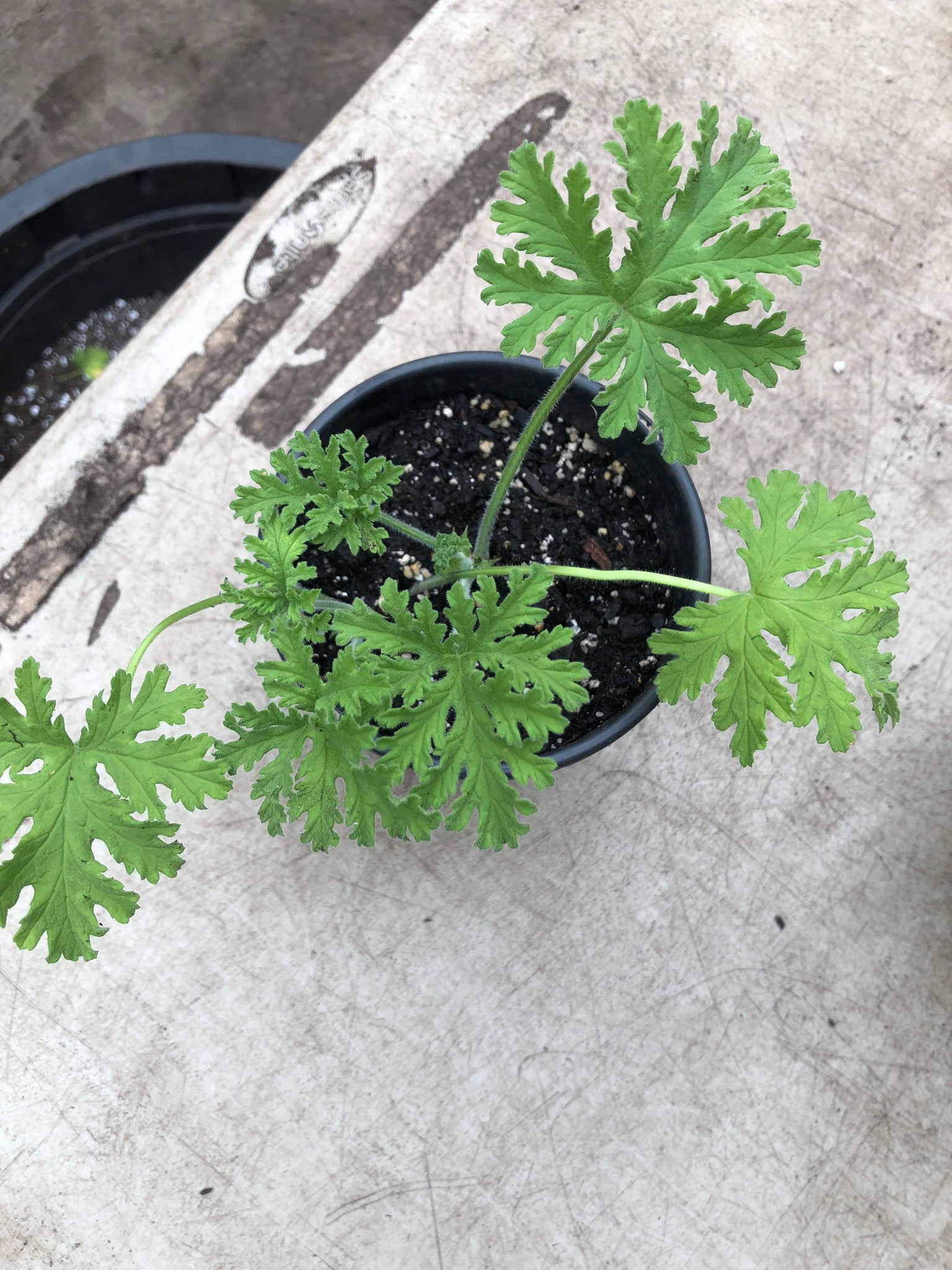 strongly scented pot plant Geranium Attar of Roses (Pelargonium capitatum) Live Plant in 2.5 inch Pot