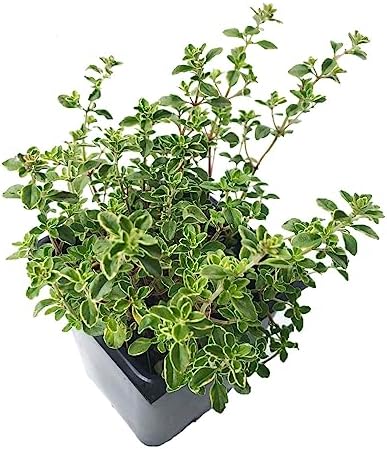 An organic Golden Variegated Lemon Thyme (Thymus x citriodorus v. 'Aureus') plant by Smoke Camp Crafts, grown in a 2.5-inch pot—features green and golden oval leaves on woody stems, perfect as a perennial culinary herb.