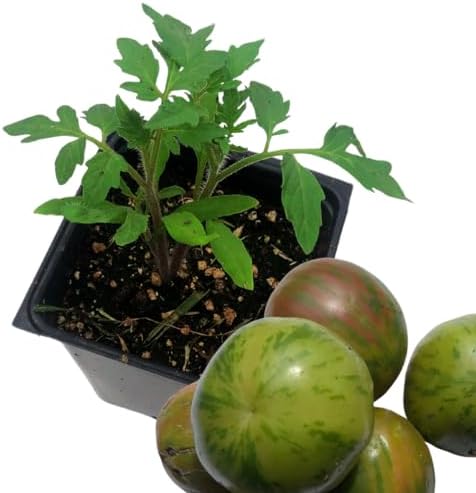 Tomato, Green Zebra (Solanum lycopersicum) Organic Plant in 2.5-inch Pot by Smoke Camp Crafts - Open-Pollinated Heirloom Tomato