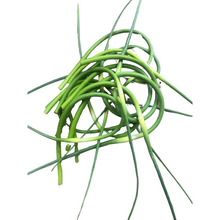 Fresh Garlic Scapes, One Bunch by Smoke Camp Crafts