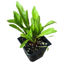 Organic Endive, Catalogna Garnet Stem (Chicorium intybus) Plant in 2.5-inch Pot by Smoke Camp Crafts