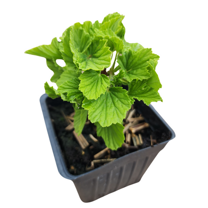 Geranium 'Orange Fizz' (Pelargonium x 'Orange Fizz') Organic Plant in a 2.5-inch Pot by Smoke Camp Crafts - Orange Scented Leaves