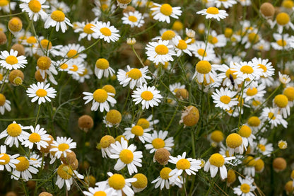 Chamomile, German (Matricaria chamomilla) Organic Plant in 2.5-inch Pot - Annual Chamomile, Tea Herb