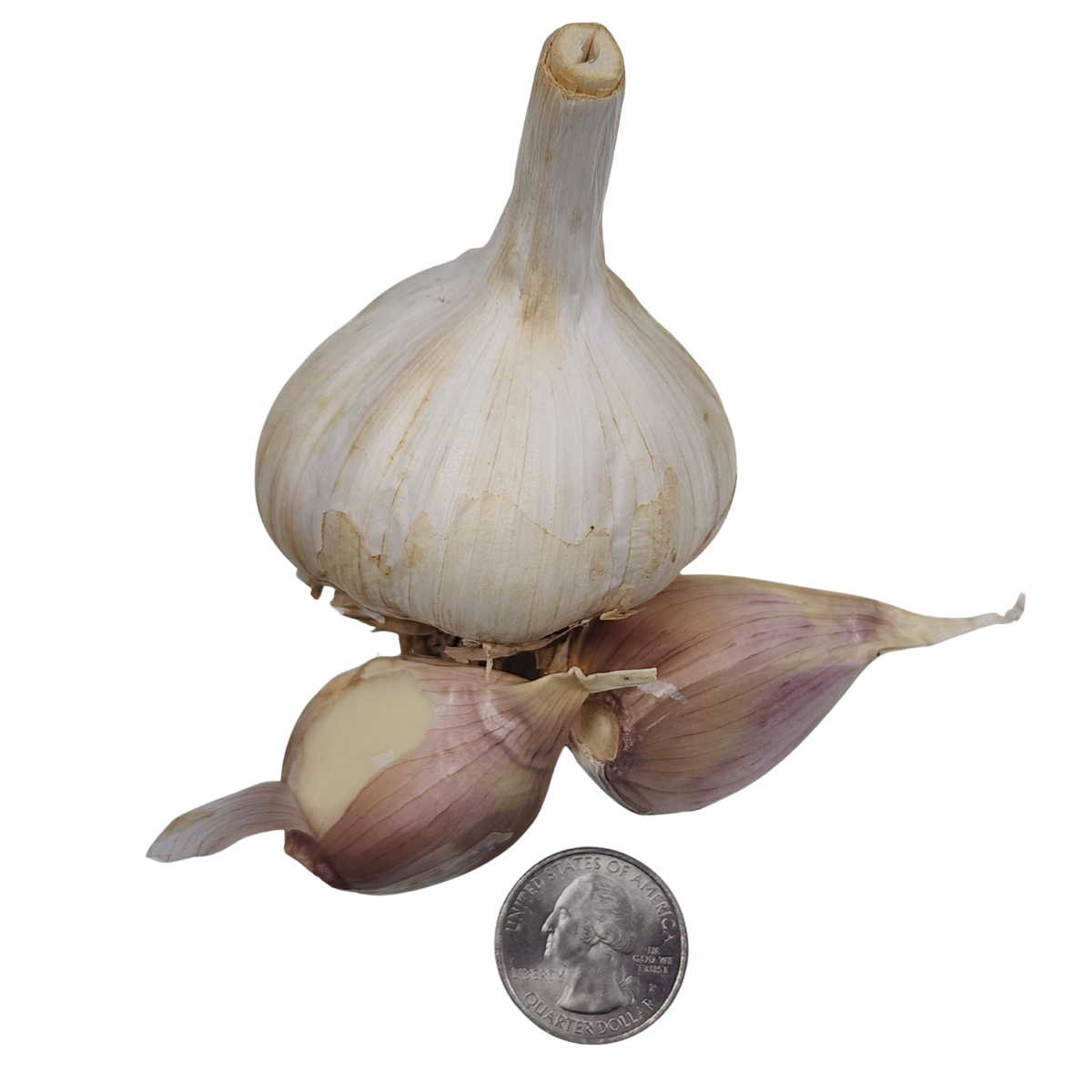 Garlic, German Red Hardneck (Allium sativum) Three (3) Organic Bulbs for Eating or Planting by Smoke Camp Crafts - Great Garlic Flavor