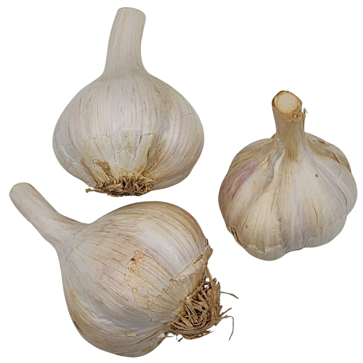 Garlic, German Red Hardneck (Allium sativum) Three (3) Organic Bulbs f ...