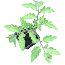 Tomato, German Stripey (Solanum lycopersicum) Organic Plant in 2.5-inch Pot by Smoke Camp Crafts - Open-Pollinated Heirloom Tomato