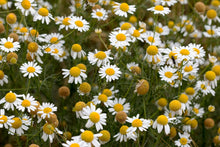 Chamomile, German (Matricaria recutita) 1000 Organic seeds (0.1 grams) - Annual Chamomile, Blue Chamomile, Mayweed