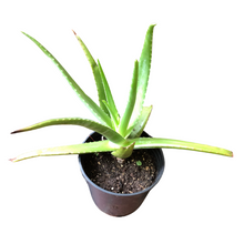 Aloe (Aloe vera), Giant Aloe Live Plant in 2.5-inch Pot - ORGANIC