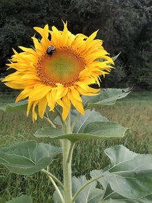 Giant Sunflower (Helianthus annuus) 50 Organic Seeds (12 grams) by Smoke Camp Crafts - Cut Flower, Edible Seeds